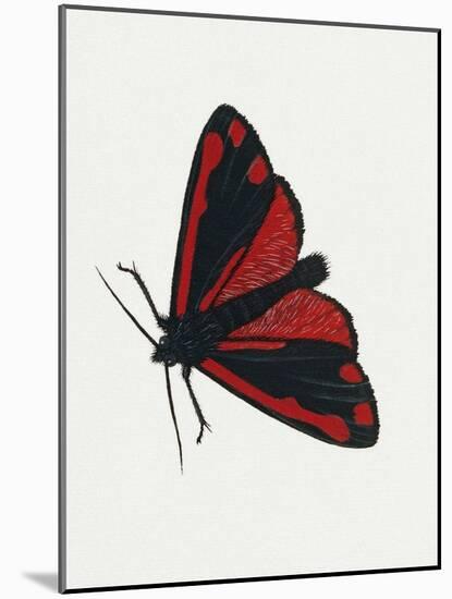 Cinnabar Moth (Tyria Jacobaeae), Arctiidae, Artwork by Rebecca Hardy-null-Mounted Giclee Print