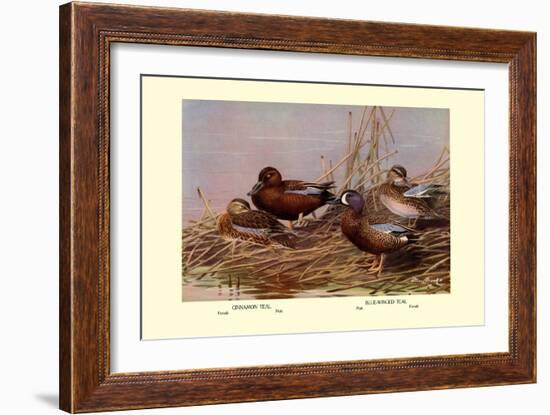 Cinnamon and Blue-Winged Teals-Allan Brooks-Framed Art Print