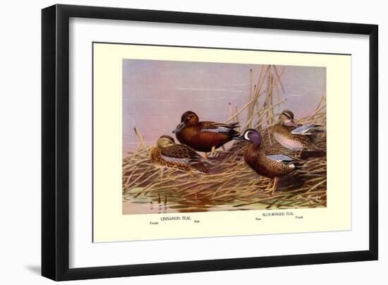 Cinnamon and Blue-Winged Teals-Allan Brooks-Framed Art Print