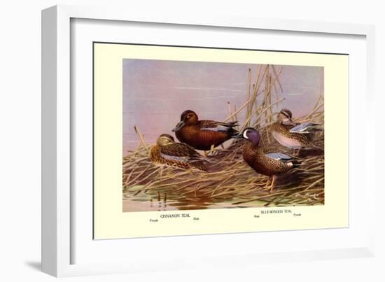 Cinnamon and Blue-Winged Teals-Allan Brooks-Framed Art Print