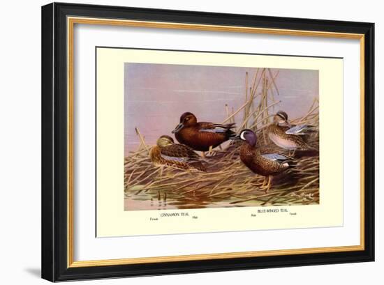 Cinnamon and Blue-Winged Teals-Allan Brooks-Framed Art Print