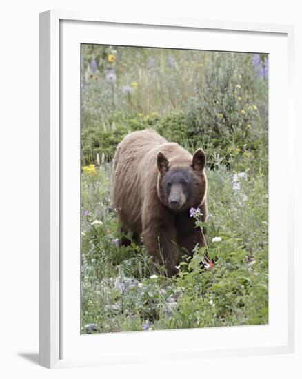 Cinnamon Black Bear (Ursus Americanus) Cub, Waterton Lakes National Park, Alberta, Canada-James Hager-Framed Photographic Print