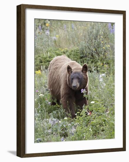 Cinnamon Black Bear (Ursus Americanus) Cub, Waterton Lakes National Park, Alberta, Canada-James Hager-Framed Photographic Print