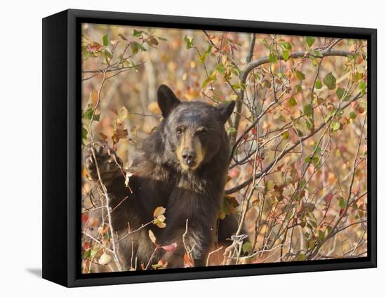 Cinnamon Black Bear (Ursus Americanus) Pauses from Collecting Autumn (Fall) Berries-Eleanor Scriven-Framed Premier Image Canvas