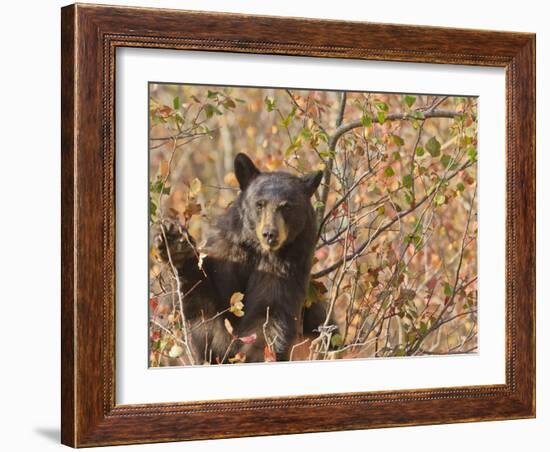 Cinnamon Black Bear (Ursus Americanus) Pauses from Collecting Autumn (Fall) Berries-Eleanor Scriven-Framed Photographic Print