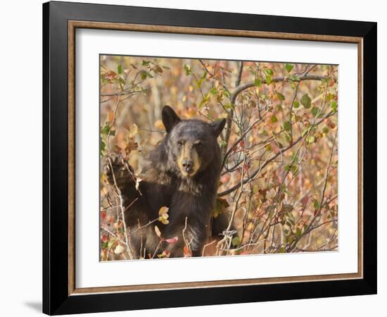 Cinnamon Black Bear (Ursus Americanus) Pauses from Collecting Autumn (Fall) Berries-Eleanor Scriven-Framed Photographic Print