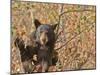 Cinnamon Black Bear (Ursus Americanus) Pauses from Collecting Autumn (Fall) Berries-Eleanor Scriven-Mounted Photographic Print