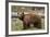 Cinnamon Black Bear (Ursus Americanus), Yellowstone National Park, Wyoming-James Hager-Framed Photographic Print