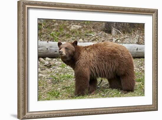 Cinnamon Black Bear (Ursus Americanus), Yellowstone National Park, Wyoming-James Hager-Framed Photographic Print