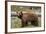 Cinnamon Black Bear (Ursus Americanus), Yellowstone National Park, Wyoming-James Hager-Framed Photographic Print