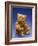 Cinnamon Center Seam Steiff Bear, circa 1903-Steiff-Framed Giclee Print