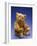 Cinnamon Center Seam Steiff Bear, circa 1903-Steiff-Framed Giclee Print