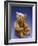 Cinnamon Center Seam Steiff Bear, circa 1903-Steiff-Framed Giclee Print