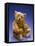 Cinnamon Center Seam Steiff Bear, circa 1903-Steiff-Framed Premier Image Canvas