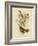 Cinnamon-Colored Cinclosoma or Cinnamon Quail Thrush, 1891-Gracius Broinowski-Framed Giclee Print