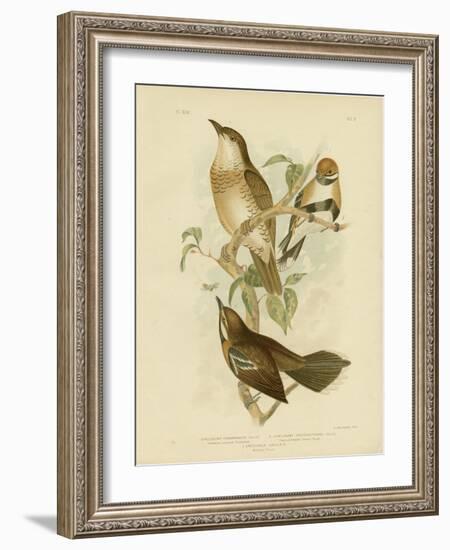 Cinnamon-Colored Cinclosoma or Cinnamon Quail Thrush, 1891-Gracius Broinowski-Framed Giclee Print