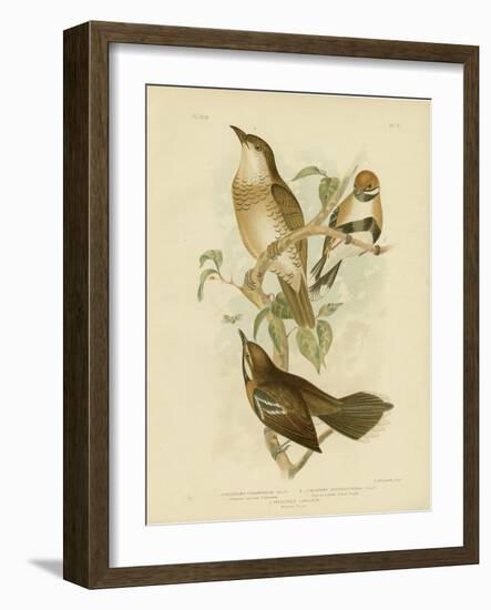 Cinnamon-Colored Cinclosoma or Cinnamon Quail Thrush, 1891-Gracius Broinowski-Framed Giclee Print