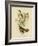 Cinnamon-Colored Cinclosoma or Cinnamon Quail Thrush, 1891-Gracius Broinowski-Framed Giclee Print