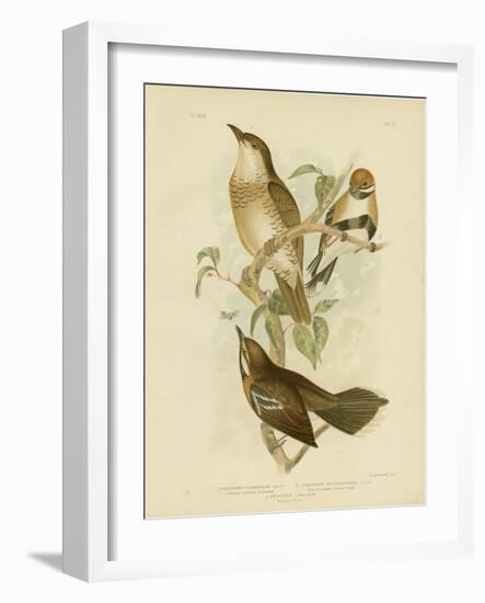 Cinnamon-Colored Cinclosoma or Cinnamon Quail Thrush, 1891-Gracius Broinowski-Framed Giclee Print