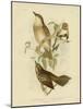Cinnamon-Colored Cinclosoma or Cinnamon Quail Thrush, 1891-Gracius Broinowski-Mounted Giclee Print