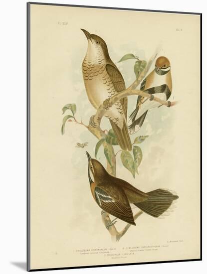 Cinnamon-Colored Cinclosoma or Cinnamon Quail Thrush, 1891-Gracius Broinowski-Mounted Giclee Print