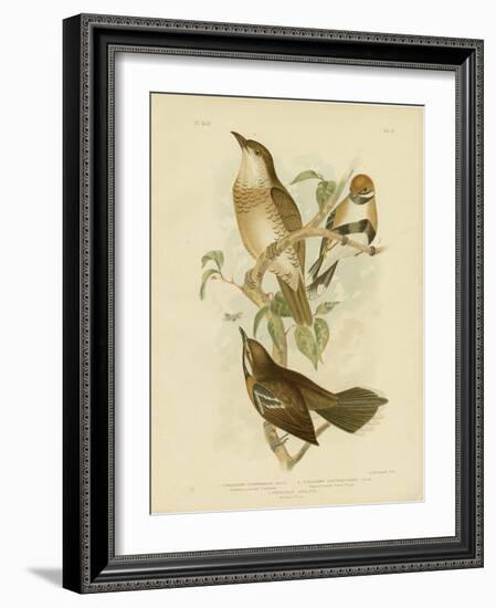 Cinnamon-Colored Cinclosoma or Cinnamon Quail Thrush, 1891-Gracius Broinowski-Framed Giclee Print