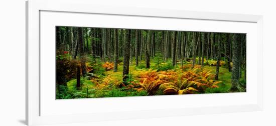 Cinnamon Ferns and Red Spruce Trees in Autumn, Acadia National Park, Maine, USA-null-Framed Photographic Print