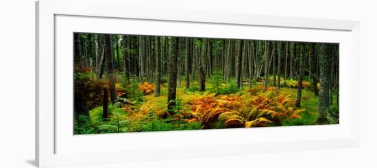 Cinnamon Ferns and Red Spruce Trees in Autumn, Acadia National Park, Maine, USA-null-Framed Photographic Print