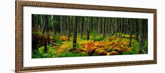 Cinnamon Ferns and Red Spruce Trees in Autumn, Acadia National Park, Maine, USA-null-Framed Photographic Print