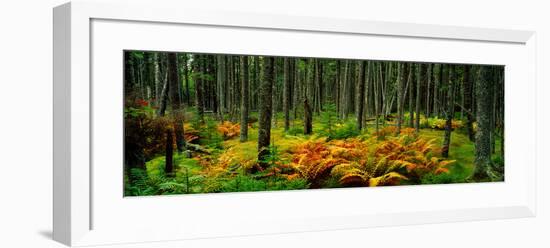 Cinnamon Ferns and Red Spruce Trees in Autumn, Acadia National Park, Maine, USA-null-Framed Photographic Print