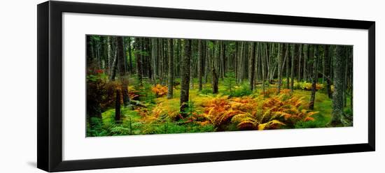 Cinnamon Ferns and Red Spruce Trees in Autumn, Acadia National Park, Maine, USA-null-Framed Photographic Print