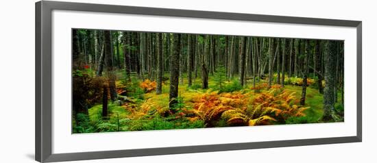 Cinnamon Ferns and Red Spruce Trees in Autumn, Acadia National Park, Maine, USA-null-Framed Photographic Print