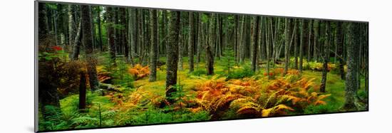 Cinnamon Ferns and Red Spruce Trees in Autumn, Acadia National Park, Maine, USA-null-Mounted Photographic Print