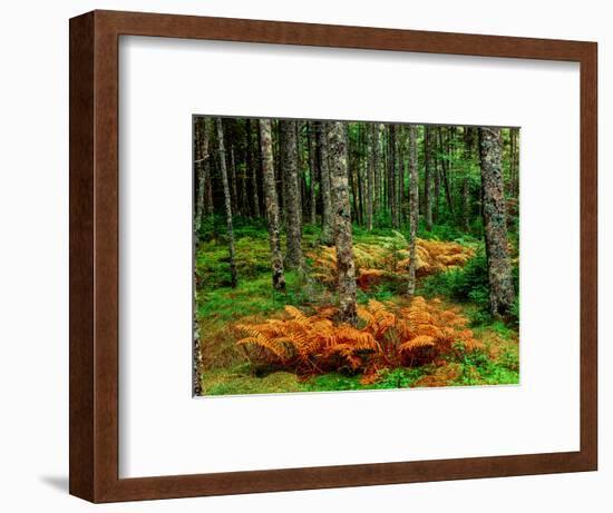 Cinnamon ferns and red spruce trees in autumn, Acadia National Park, Maine, USA-null-Framed Photographic Print