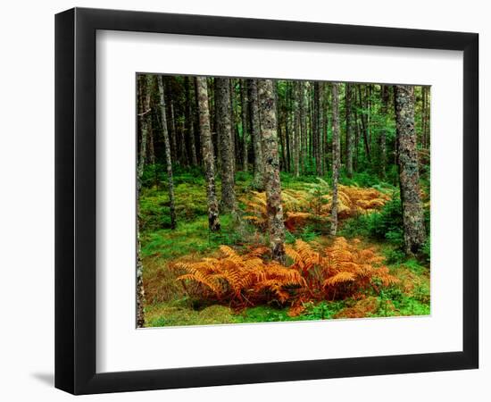 Cinnamon ferns and red spruce trees in autumn, Acadia National Park, Maine, USA-null-Framed Photographic Print