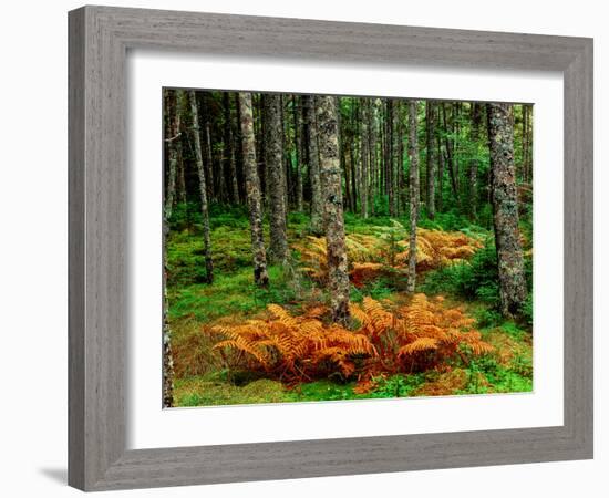 Cinnamon ferns and red spruce trees in autumn, Acadia National Park, Maine, USA-null-Framed Photographic Print