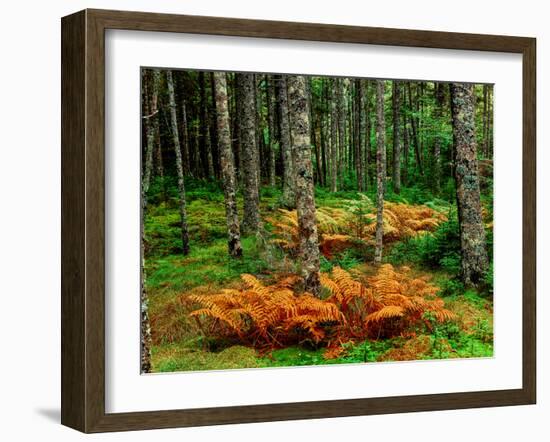 Cinnamon ferns and red spruce trees in autumn, Acadia National Park, Maine, USA-null-Framed Photographic Print