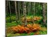 Cinnamon ferns and red spruce trees in autumn, Acadia National Park, Maine, USA-null-Mounted Photographic Print