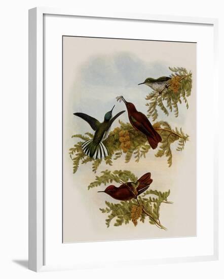 Cinnamon Firecrown, Eustephanus Fernandensis-John Gould-Framed Giclee Print