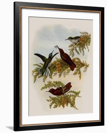 Cinnamon Firecrown, Eustephanus Fernandensis-John Gould-Framed Giclee Print