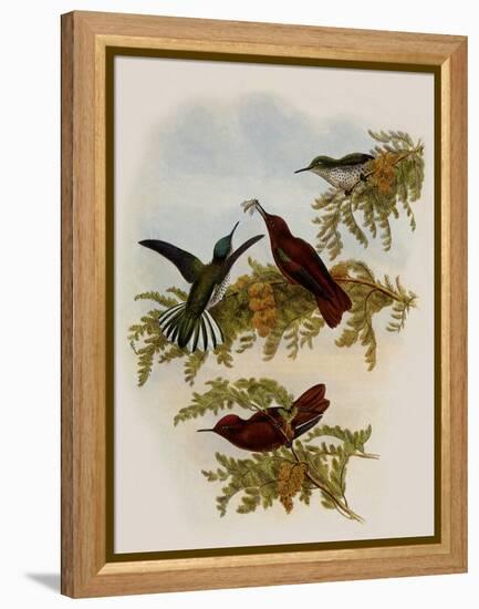 Cinnamon Firecrown, Eustephanus Fernandensis-John Gould-Framed Premier Image Canvas