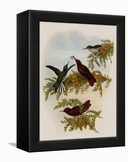 Cinnamon Firecrown, Eustephanus Fernandensis-John Gould-Framed Premier Image Canvas