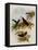 Cinnamon Firecrown, Eustephanus Fernandensis-John Gould-Framed Premier Image Canvas