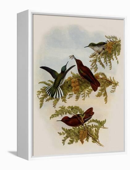 Cinnamon Firecrown, Eustephanus Fernandensis-John Gould-Framed Premier Image Canvas