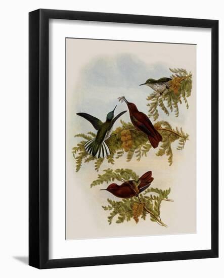 Cinnamon Firecrown, Eustephanus Fernandensis-John Gould-Framed Giclee Print