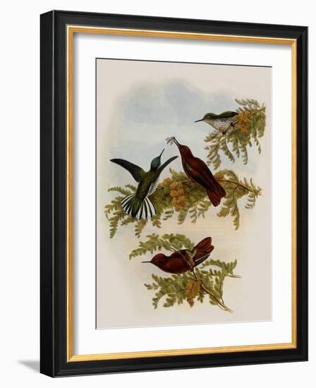 Cinnamon Firecrown, Eustephanus Fernandensis-John Gould-Framed Giclee Print