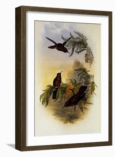 Cinnamon Frie-Crown, Eustephanus Fernandensis-John Gould-Framed Giclee Print