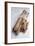 Cinnamon Sticks-Veronique Leplat-Framed Photographic Print