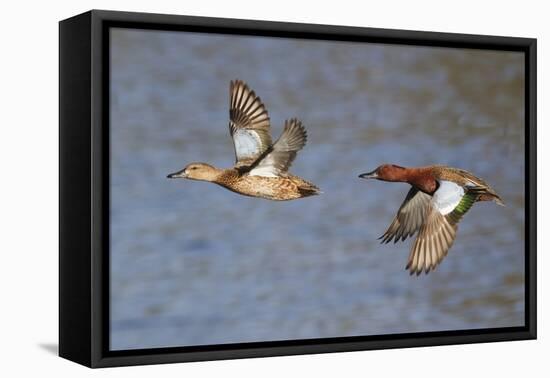 Cinnamon Teal Drake and Hen Flying-Hal Beral-Framed Premier Image Canvas