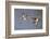 Cinnamon Teal Drake and Hen Flying-Hal Beral-Framed Photographic Print